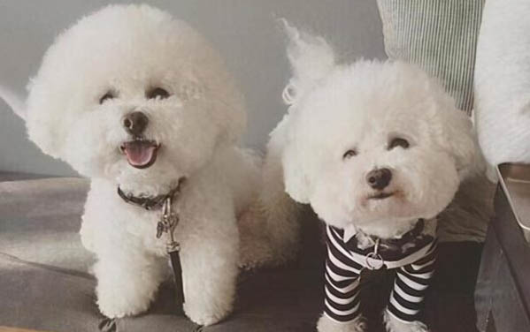 狗狗便便不成型