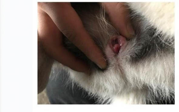 狗狗能吃猴桃不