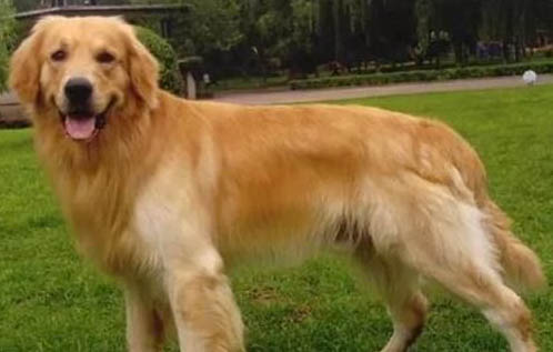 金毛寻回犬打喷嚏是怎么回事