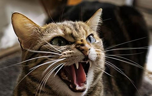 猫刚生完小猫半月怎么又发春大概几天