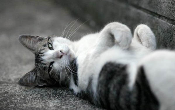 被2.3个月小猫抓了出血怎么办