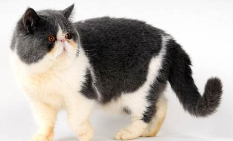 猫肚子大除了传腹还有什么?