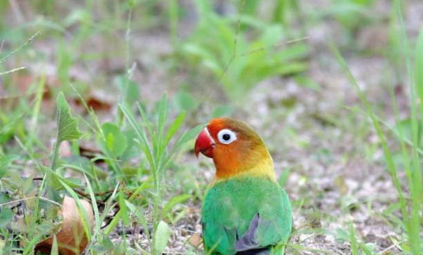 鹦鹉鱼鱼鳍烂了怎么办