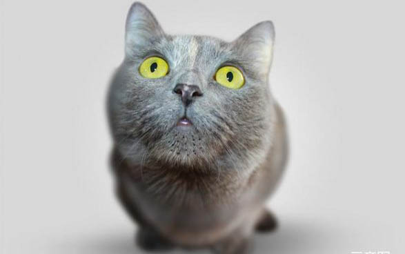 猫突然不在猫砂里撒尿