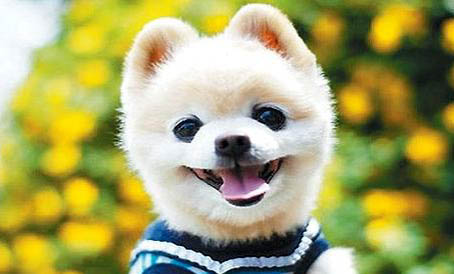 俊介犬和博美的区别
