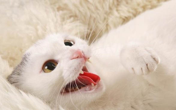 猫咪十几天不吃不喝会不会死啊