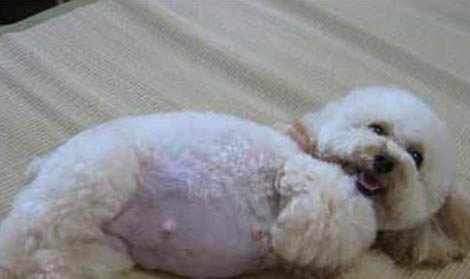 狗狗右前腿不敢着地伸不直