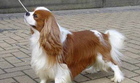 熊猫犬一只多少元