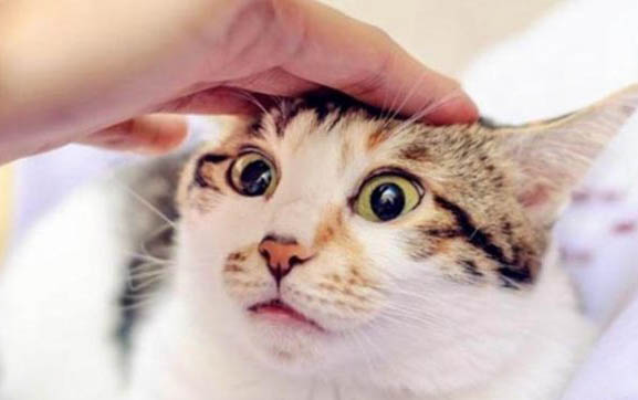 小猫老是哼哼唧唧跑来跑去