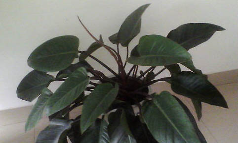 红宝石鱼多久繁殖一次