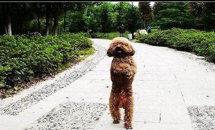 贵宾犬泰迪区别