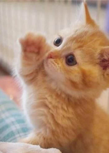 橘猫为什么叫橘猪