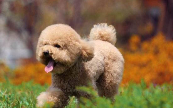 得犬瘟的狗会自愈吗