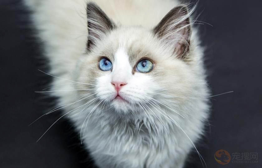 猫绝育后为什么会吐黄水