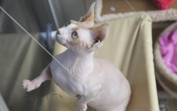 小猫到家不吃东西