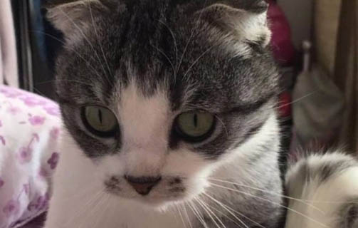 猫咪干呕、肚子胀气是什么病?