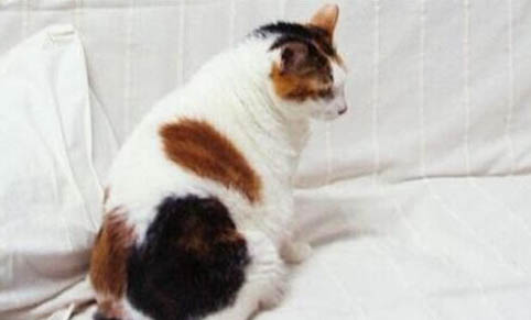 猫砂要倒多少合适