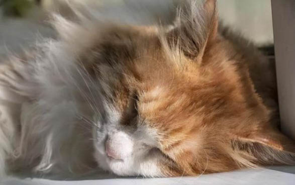 新手养猫的11个禁忌