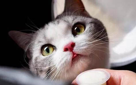 怎么训练猫睡自己的窝