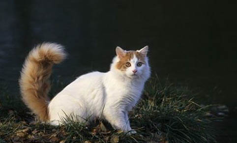 猫难产要死了有什么征兆