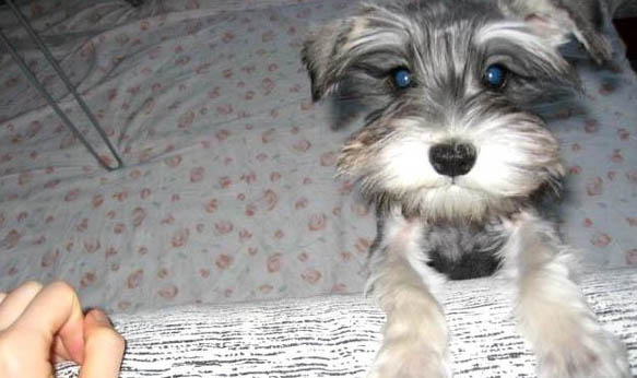 雪纳瑞幼犬喂养注意事项