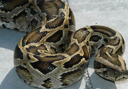 缅甸猫图片和缅因猫区别