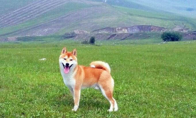 日本柴犬有狂犬病毒能活多久