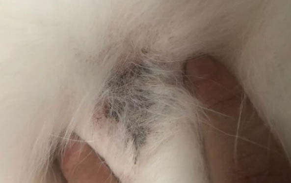 狗狗的第二个敏感期怎么安全度过