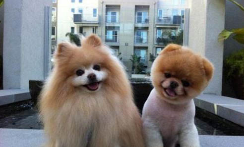博美犬一般多少钱一只