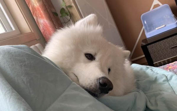 狗狗为什么出现白色的毛呢