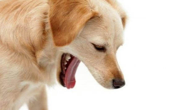 狗狗为什么对主人忠心