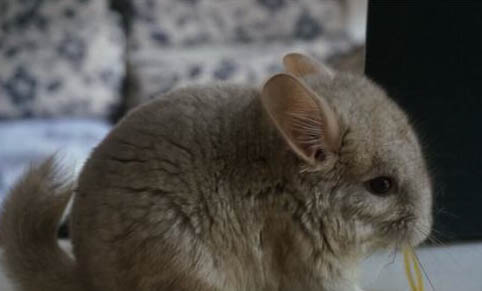 龙猫多久繁殖一窝