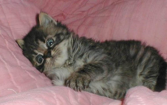 猫咪能二次得猫瘟吗