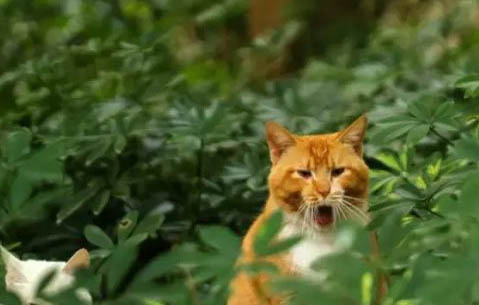 为啥猫咪喜欢看人上厕所