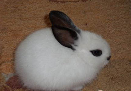 海棠兔和普通兔的区别