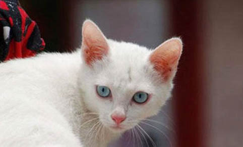 猫咪屁股臭味怎么处理?