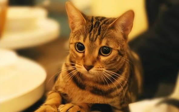 怎么样分辨小猫的品种呢