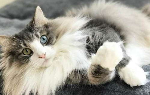 挪威森林猫连续打喷嚏是怎么回事