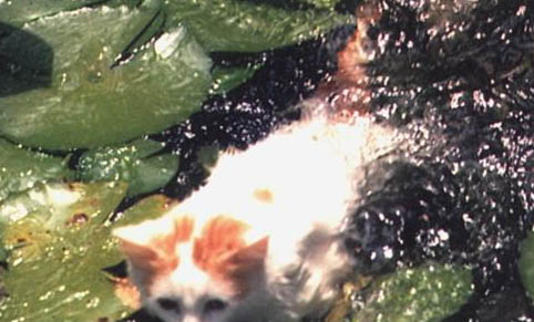 猫咪吃鱼油的量