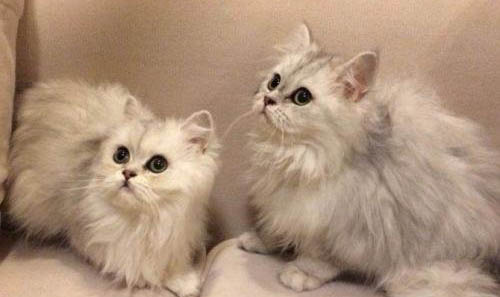 金吉拉猫认主人的表现