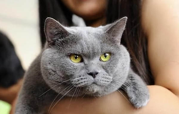 蓝猫鼻子周围毛泛白怎么回事