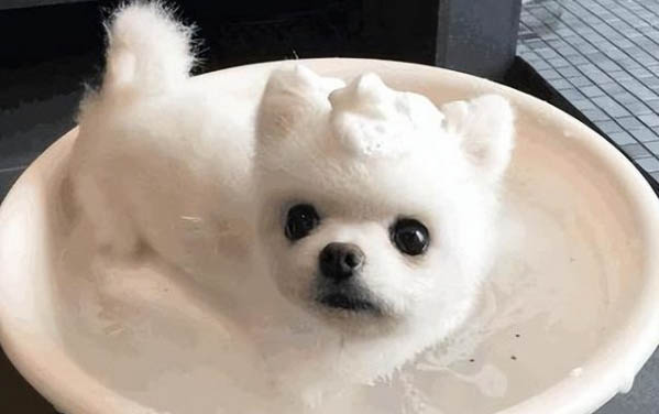 为什么大家都不想养狗狗了