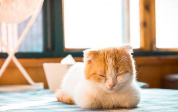 小猫一般可以吃什么