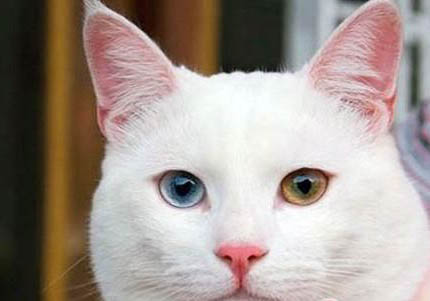 土耳其梵猫特征有哪些