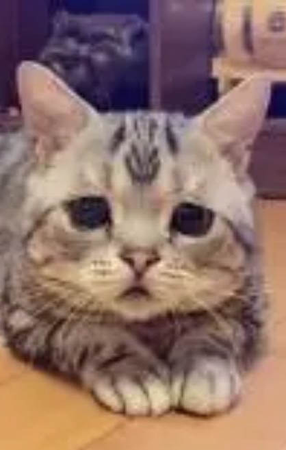 猫尿尿频尿血怎么治疗