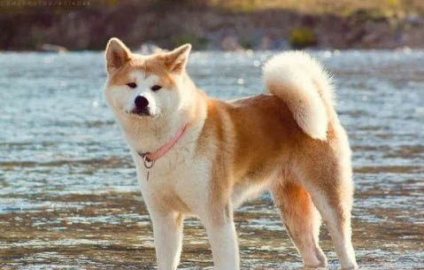 纯种秋田犬如何挑选
