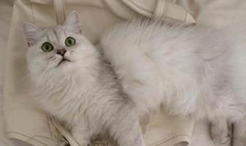 蒂凡尼猫多久洗一次澡