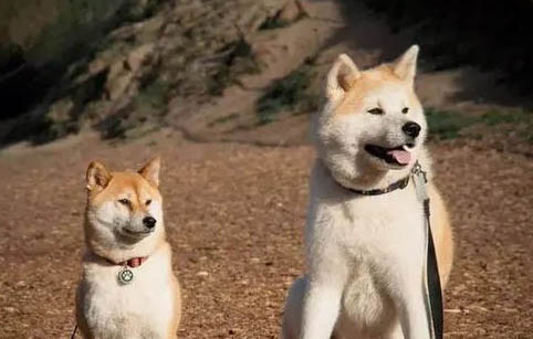 柴犬鼻子湿是什么原因