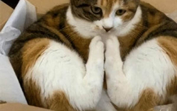 小猫脐带剪太短流血了会死亡吗?