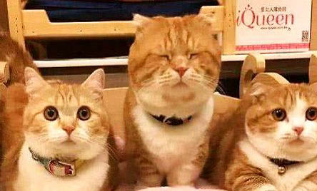 新买的小猫回家不吃东西呕吐怎么回事